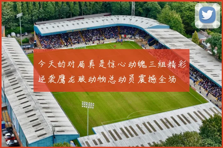 今天的对局真是惊心动魄三组精彩逆袭鹰龙狼动物总动员震撼全场